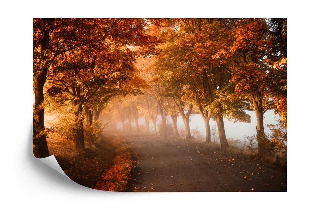 Fototapeta Kolorowe Drzewa W Parku