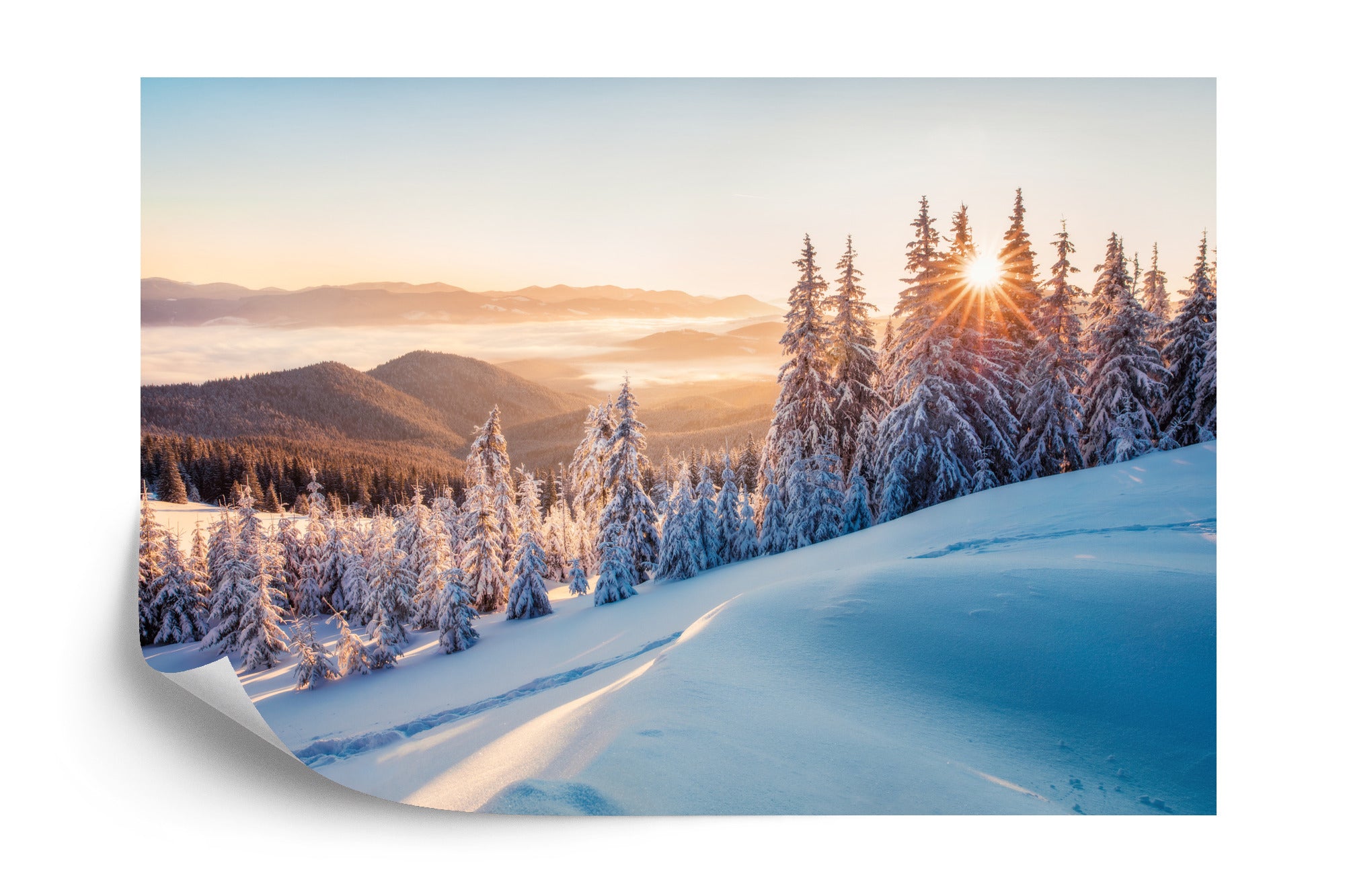 Fototapeta Impressive Winter Morning In Carpathian Mountains With Snow Covered Fir Trees. Colorful Outdoor Scene, Happy New Year Celebration Concept. Artistic Style Post Processed Photo.