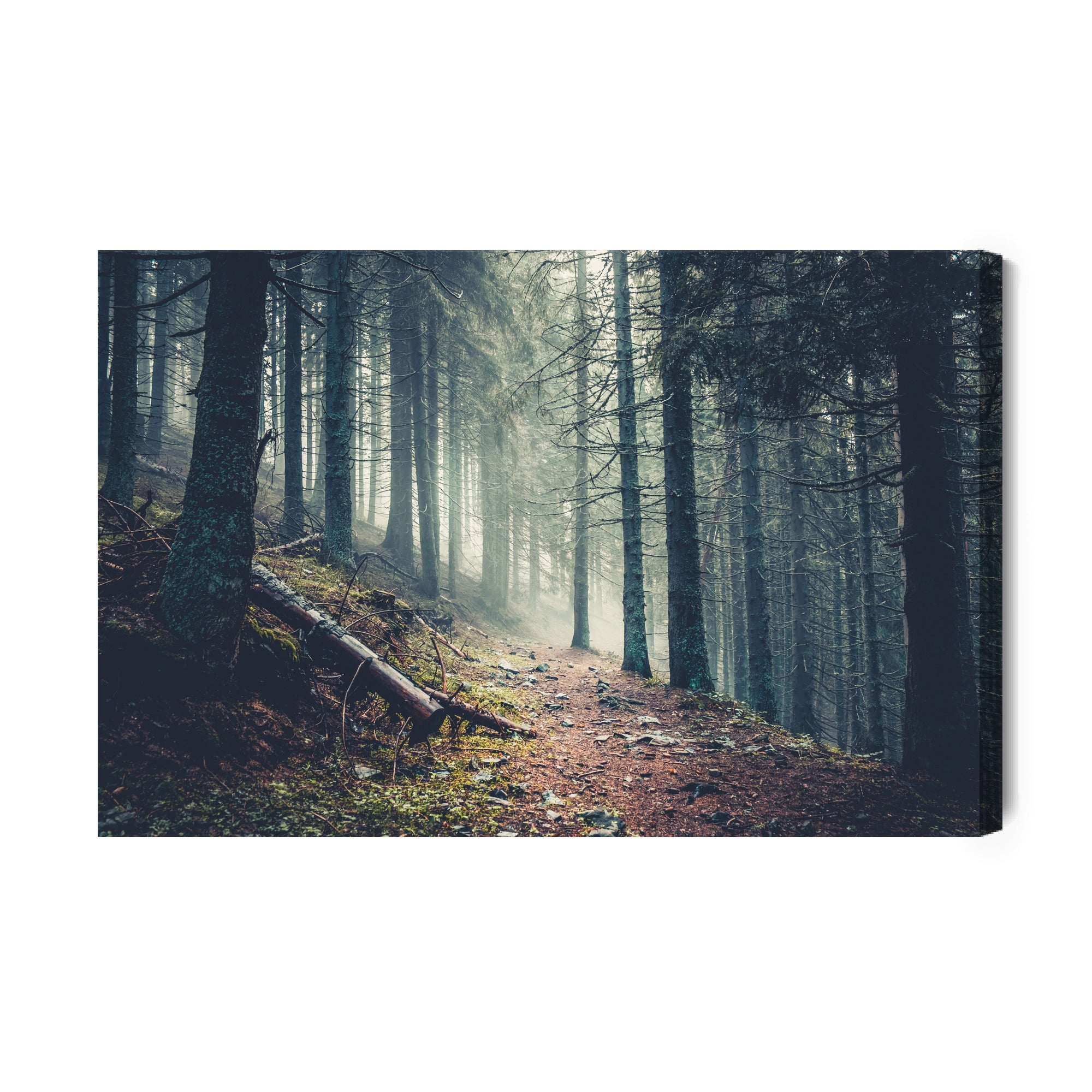 Obraz Na Płótnie Trail In A Dark Pine Forest On The Slopes Of The Mountain. Carpathians, Ukraine, Europe. Beauty World. Vintage Filter