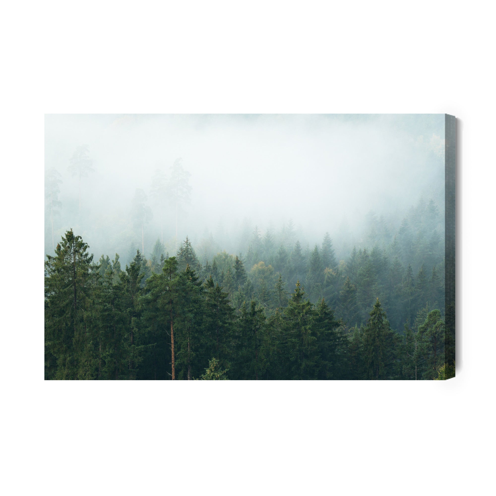 Obraz Na Płótnie Amazing Mystical Rising Fog Forest Trees Landscape In Black Forest ( Schwarzwald ) Germany Panorama Banner - Dark Mood