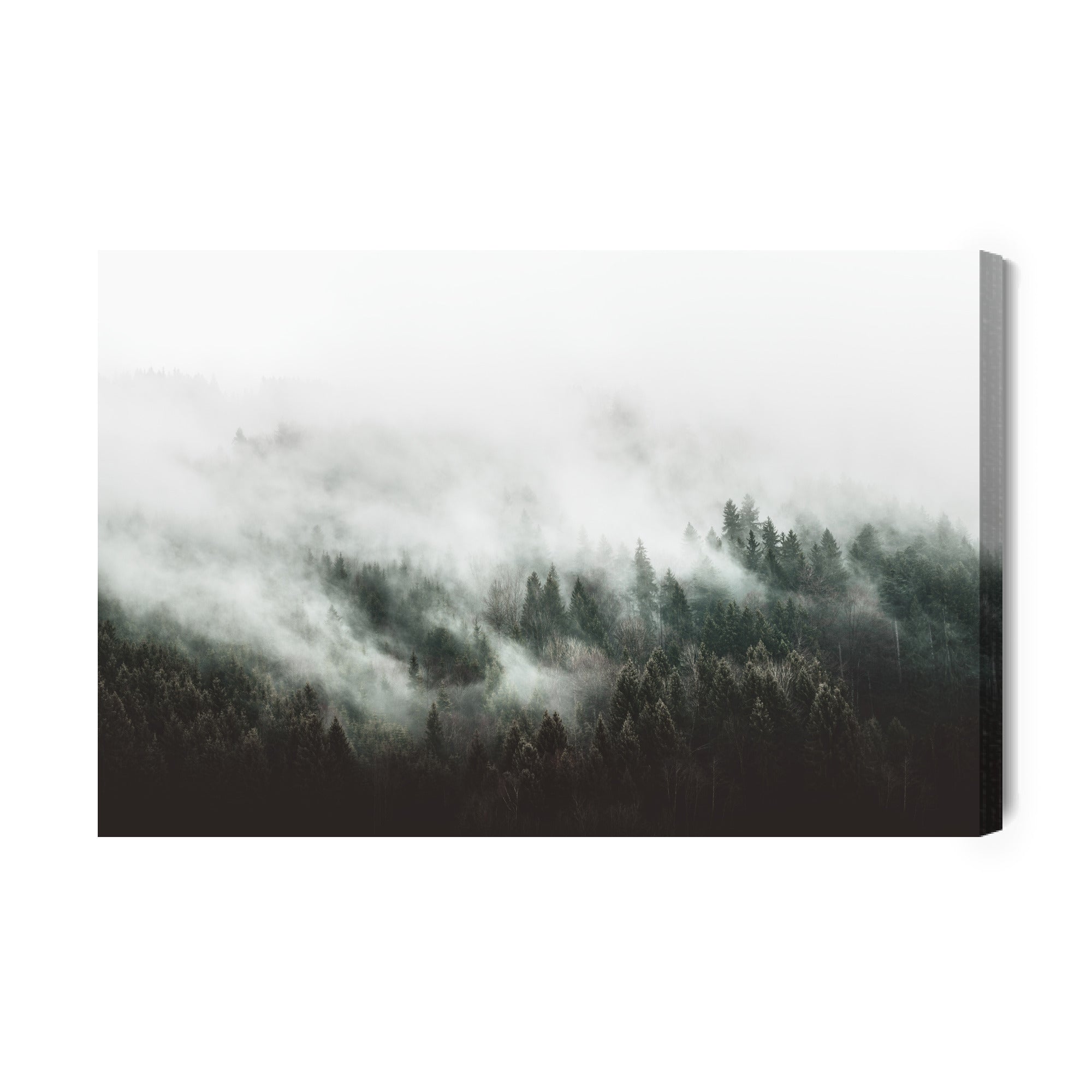 Obraz Na Płótnie Moody Forest Landscape With Fog And Mist
