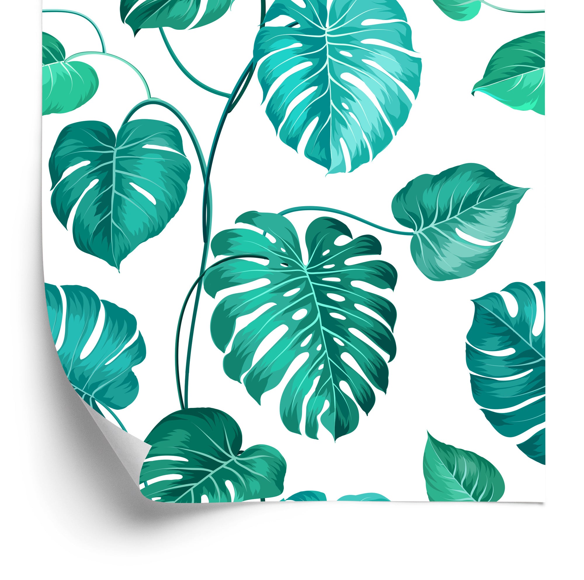 Tapeta Liście Monstera Natura